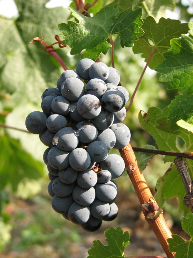 grapes-1326252-1920×1440