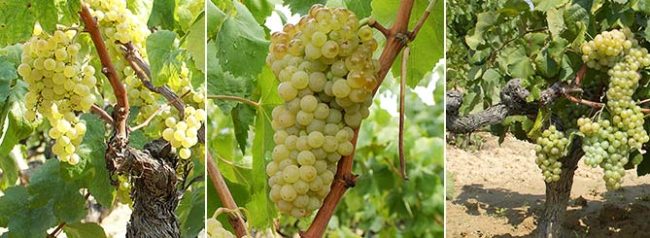 grapes-10004357