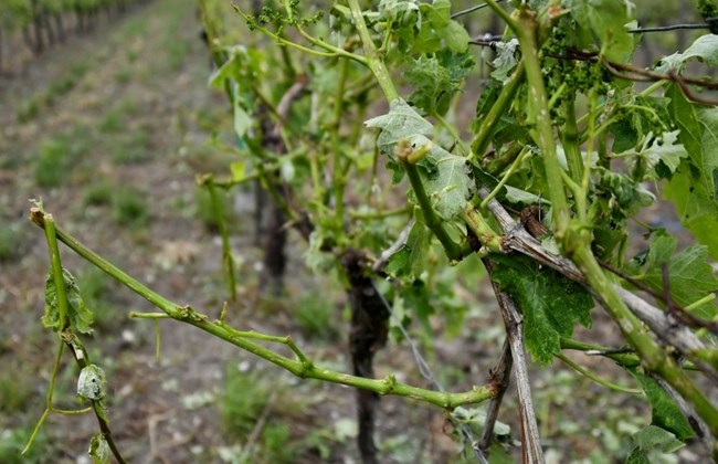 unprecedented-hailstorm-hits-bordeaux-winegrowers