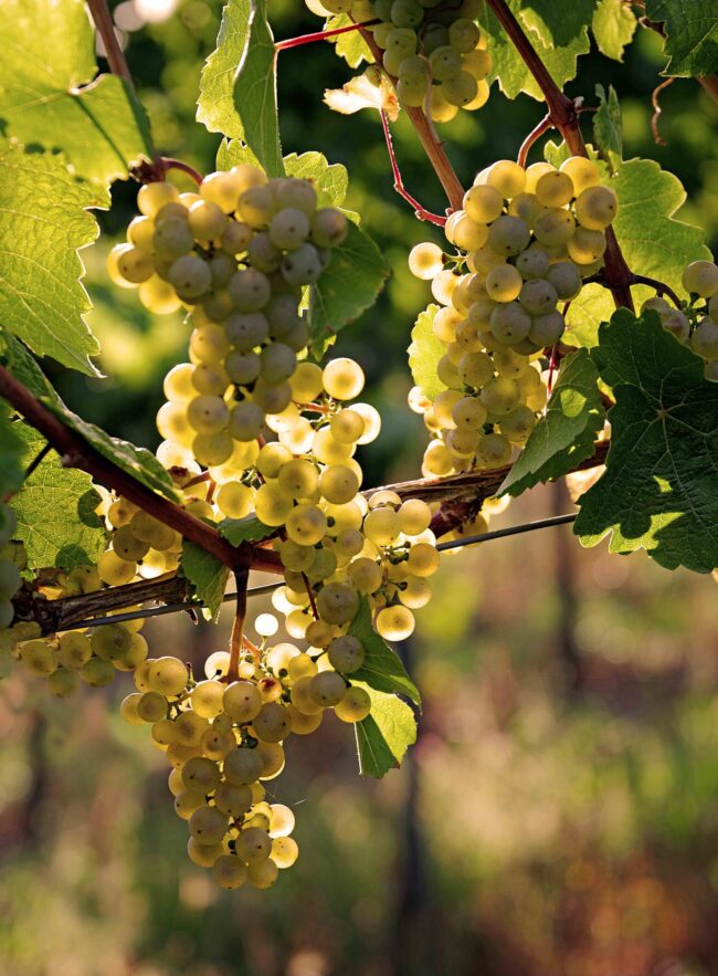 Wien_Nussdorf_Platte_Rebe_2017