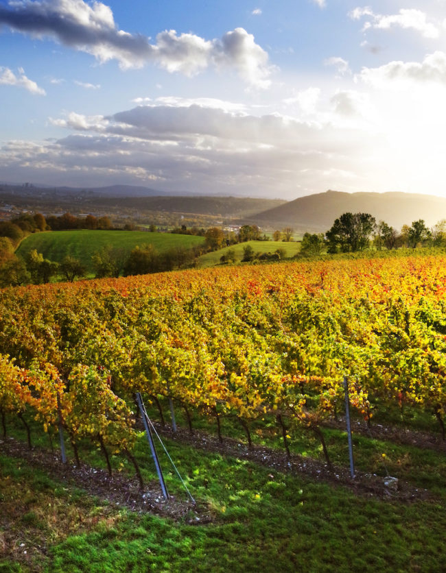 Wien_Stammersdorf_bei_In-den-Falkenbergen_2017