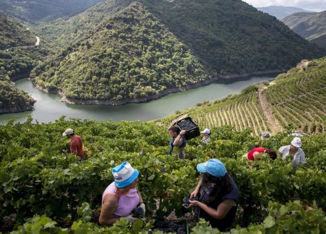 VENDIMIA EN LOS BELLOS PAISAJES DE LA RIBEIRA SACRA